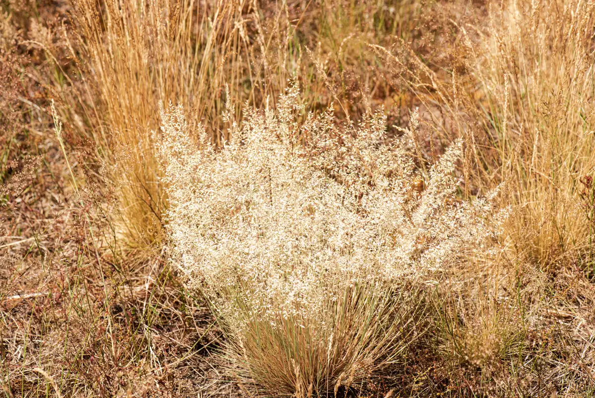 Browntop bent (Agrostis capillaris) seed heads