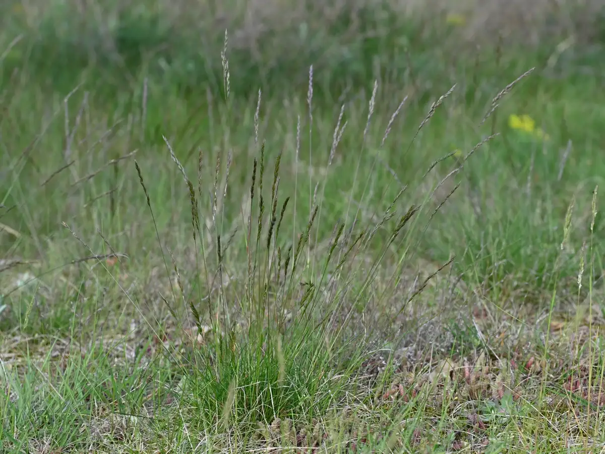 Hard fescue (Festuca trachyphylla)