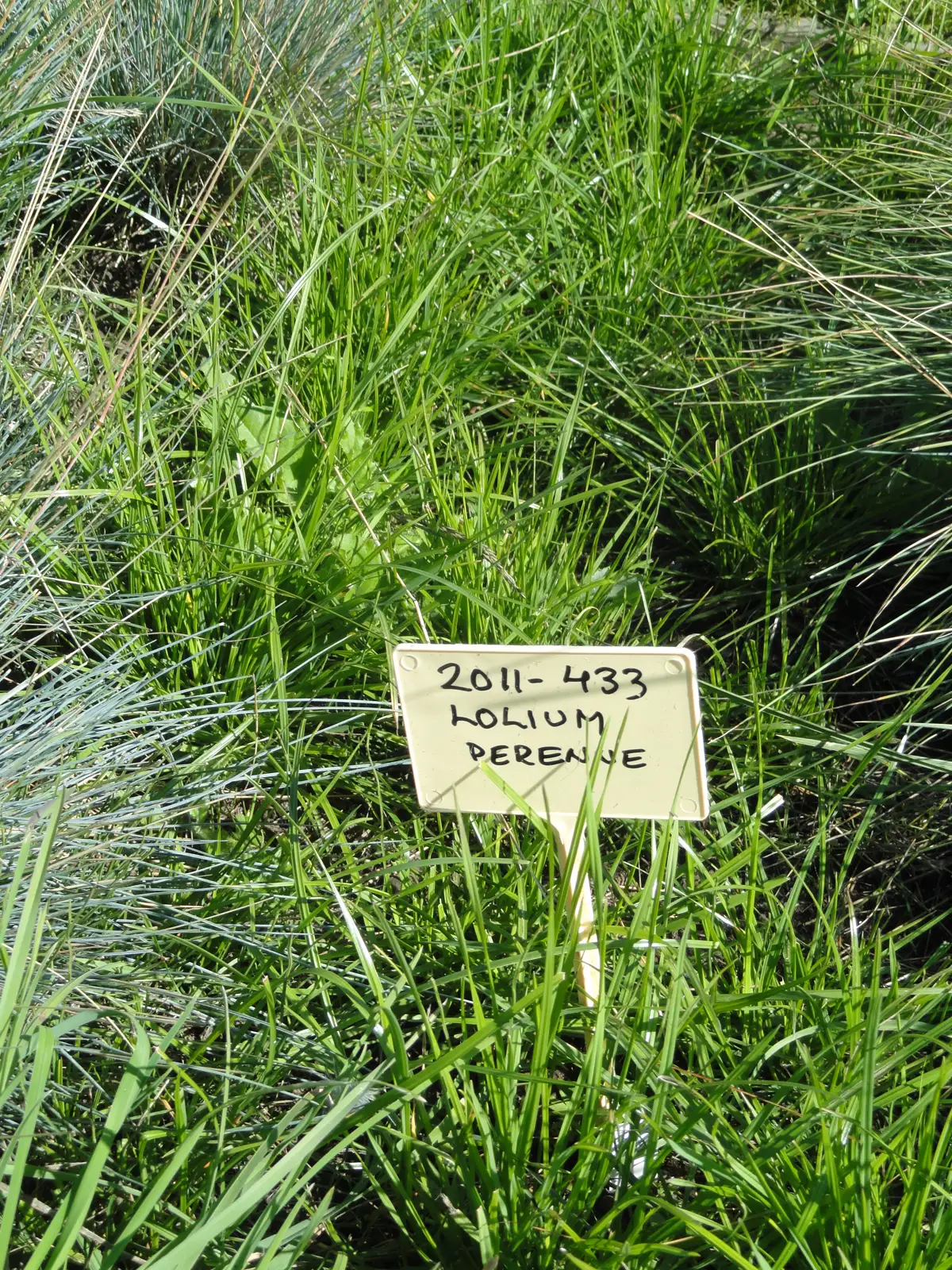 Flowering perennial ryegrass (Lolium perenne)