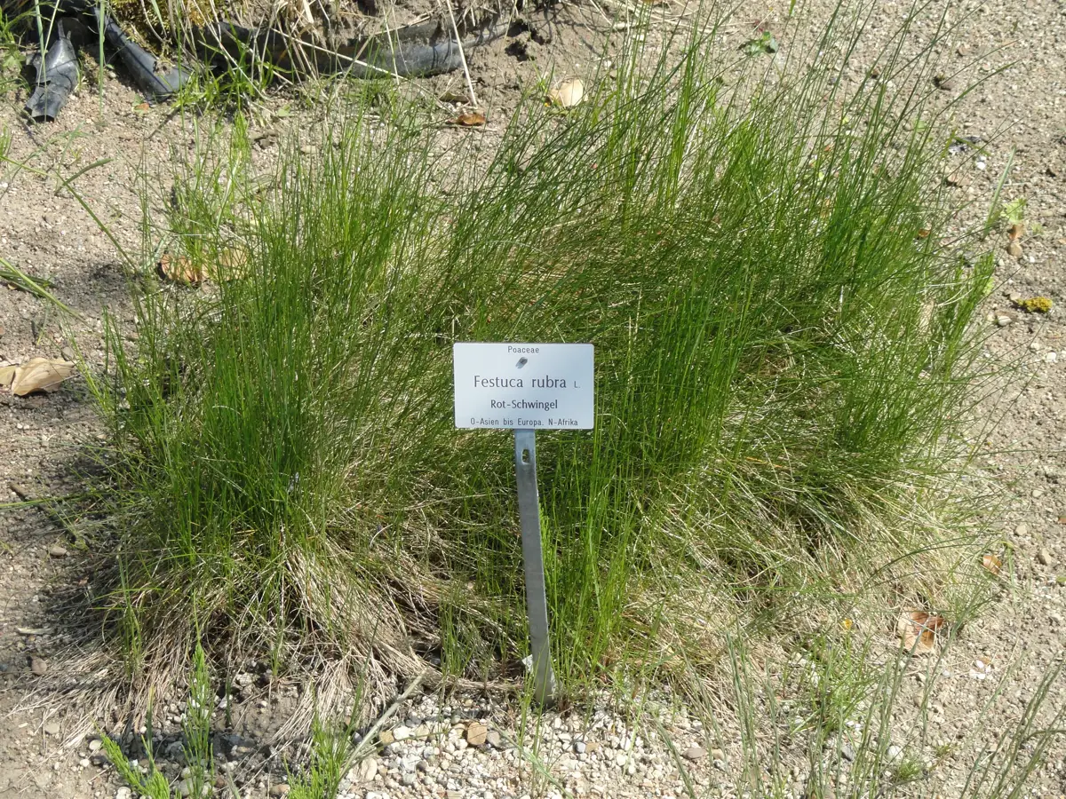 Red fescue (Festuca rubra) in flower