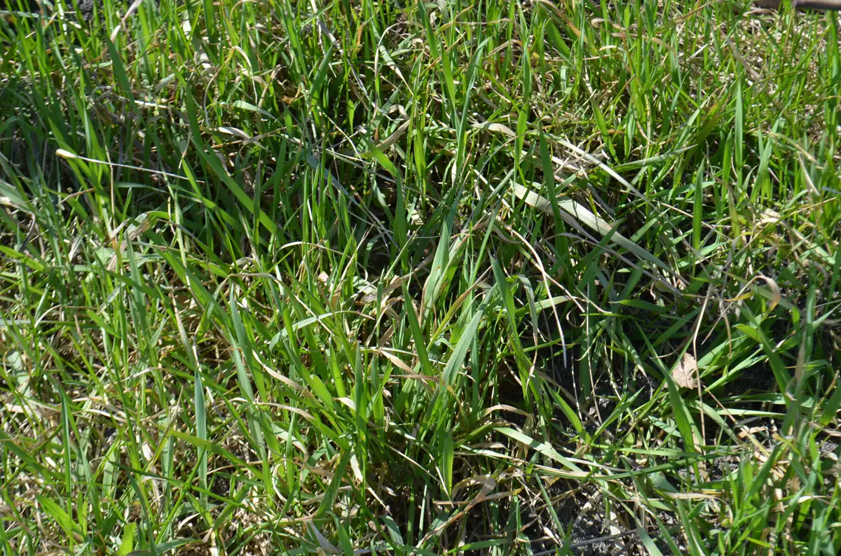 Smooth-stalked meadow-grass (Poa pratensis) lawn