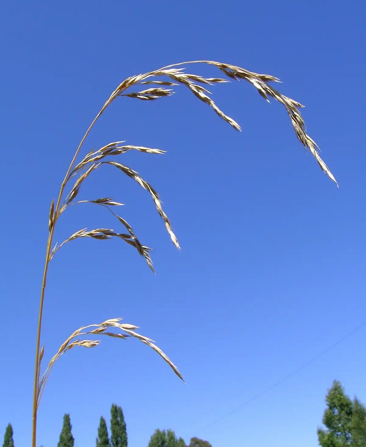 Tall fescue (Festuca arundinacea) flower head